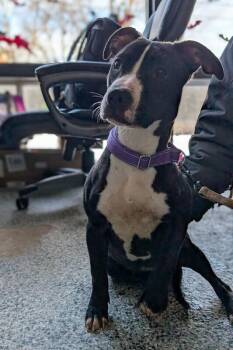 Mamas -  Pit Bull Terrier Dog for Adoption in Cincinnati, Ohio - Mamas | PetCurious