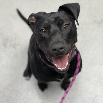 Doberman Pinscher and Pit Bull Terrier Dogs Available for Adoption - Midnight | PetCurious