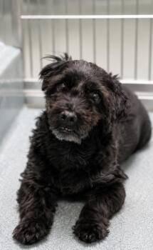Scotch -  Maltese and Poodle Dog for Adoption in Roseville, California - Scotch | PetCurious