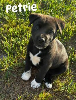 Mixed Breed Dogs Available for Adoption in Douglas, Massachusetts - Petrie  | PetCurious