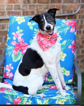 Spooky -  Cattle Dog Dog for Adoption in Chicago, Illinois - Spooky | PetCurious