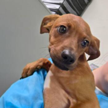 Mixed Breed Dogs Available for Adoption in Charleston, West Virginia - Buttercup | PetCurious