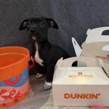 Chihuahua and Mixed Breed Dogs Available for Adoption in Bradenton, Florida - Glazed Munchkin | PetCurious