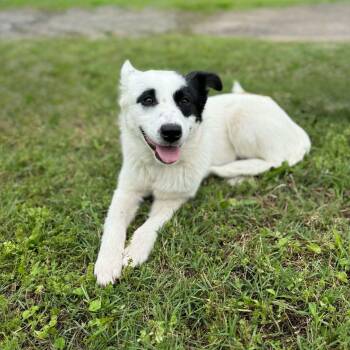 Border Collie and Mixed Breed Dogs Available for Adoption in Dysart, Iowa - Frankie  | PetCurious