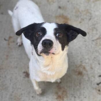Delosari -  Mixed Breed Dog for Adoption in Fredericksburg, Virginia - Delosari | PetCurious