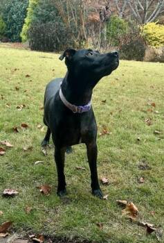 Rescue Labrador Retriever and Terrier Dogs for Adoption in Douglasville, Georgia - Raven | PetCurious