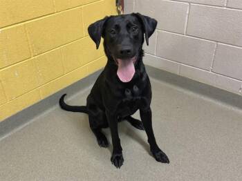 SERSI -  Labrador Retriever Dog for Adoption in Colorado Springs, Colorado - SERSI | PetCurious