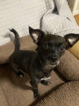 Rescue Chihuahua Dogs for Adoption in Oakland, California - Sunny | PetCurious