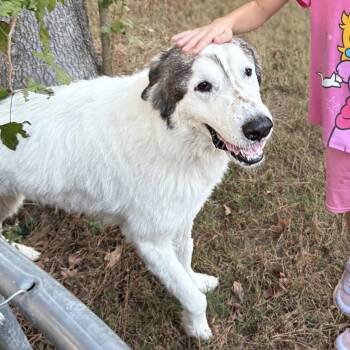 Rescue Great Pyrenees Dogs for Adoption - Beau | PetCurious