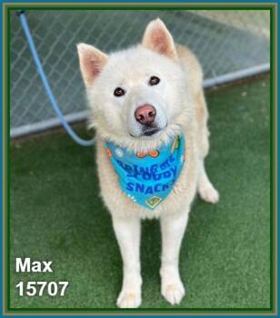Max(875) -  Siberian Husky Dog for Adoption in Marietta, Georgia - Max(875) | PetCurious