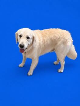 SAM -  Golden Retriever Dog for Adoption in Doral, Florida - SAM | PetCurious