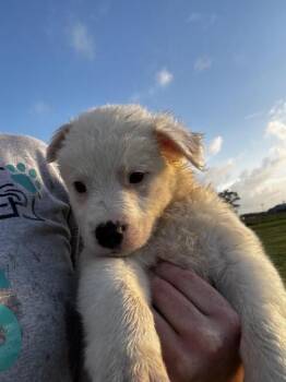 Louis -  Siberian Husky and German Shepherd Dog Dog for Adoption in Liverpool, Texas - Louis | PetCurious
