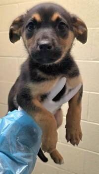 CLOVER -  German Shepherd Dog and Mixed Breed Dog for Adoption in Thousand Palms, California - CLOVER | PetCurious