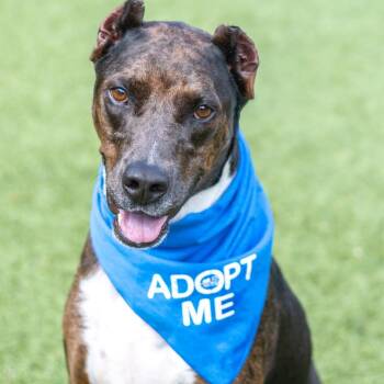 Doberman Pinscher Dogs Available for Adoption in Hilton Head Island, South Carolina - Erin | PetCurious