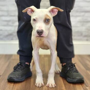 Jack -  Terrier and Mixed Breed Dog for Adoption in Montgomery, Alabama - Jack | PetCurious
