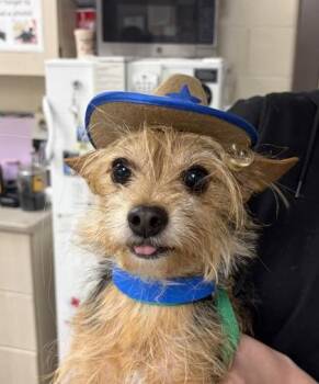Cowboy -  Yorkshire Terrier and Mixed Breed Dog for Adoption in Westland, Michigan - Cowboy | PetCurious