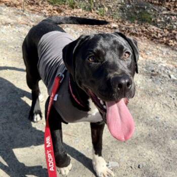 Black Labrador Retriever and Pit Bull Terrier Dogs Available for Adoption - Billie Claire | PetCurious