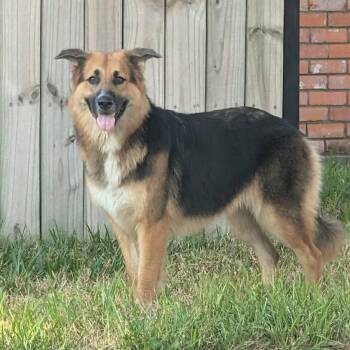 German Shepherd Dog and Mixed Breed Dogs Available for Adoption in Houston, Texas - Ash | PetCurious