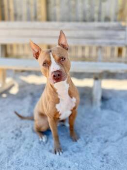 Mixed Breed Dogs Available for Adoption in Muskegon, Michigan - Stanley | PetCurious