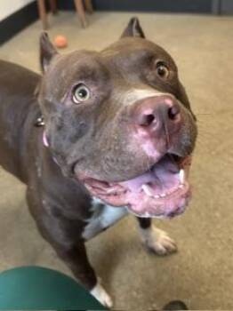 Pudgie -  Pit Bull Terrier Dog for Adoption in Cleveland, Ohio - Pudgie | PetCurious