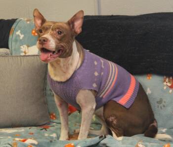 Rescue Pit Bull Terrier Dogs for Adoption in Marietta, Ohio - Zoey (Photos 11/5/2025) | PetCurious