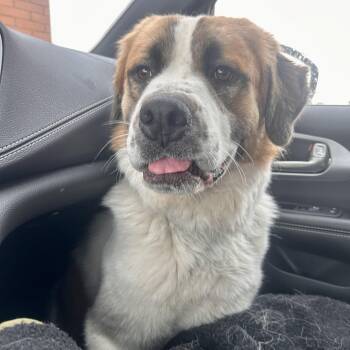 Vincent -  Saint Bernard Dog for Adoption in Edmonton, Alberta - Vincent | PetCurious