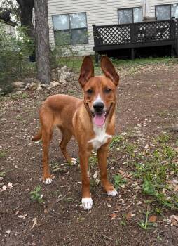 Scooby -  Basenji and Shepherd Dog for Adoption in Dallas, Texas - Scooby | PetCurious