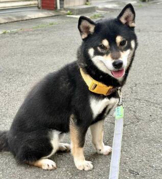 Wafuki -  Shiba Inu Dog for Adoption in Vancouver, British Columbia - Wafuki | PetCurious