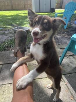 Delta Dawn -  Australian Shepherd Dog for Adoption in Orlando, Florida - Delta Dawn | PetCurious