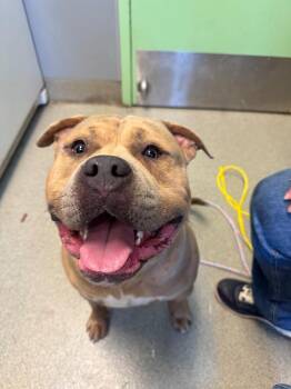 Kylo -  Pit Bull Terrier Dog for Adoption in Bloomington, Indiana - Kylo | PetCurious