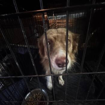Flash -  Australian Shepherd Dog for Adoption in Anahuac, Texas - Flash | PetCurious
