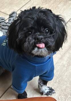 Teddy Bear -  Shih Tzu Dog for Adoption in Aurora, Colorado - Teddy Bear | PetCurious