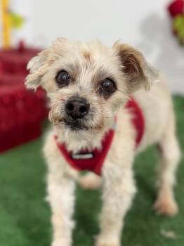 Schnoodle and Havanese Dogs Available for Adoption in Carlsbad, California - Wilfred-One Of Our Amazing Rescue Dogs | PetCurious