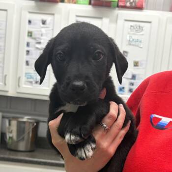 Great Pyrenees and Mixed Breed Dogs Available for Adoption in Fairmont, West Virginia - Dash- 4087 | PetCurious