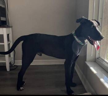 Carter -  Labrador Retriever Dog for Adoption in Clearwater, Florida - Carter | PetCurious