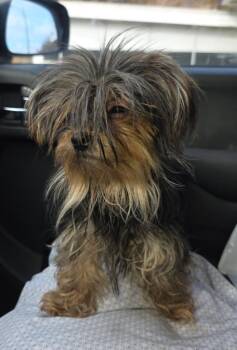 Yorkshire Terrier Dogs Available for Adoption - Noodles | PetCurious