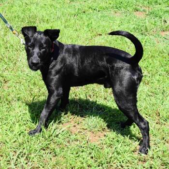 Rescue Mixed Breed Dogs for Adoption in Searcy, Arkansas - Drake | PetCurious