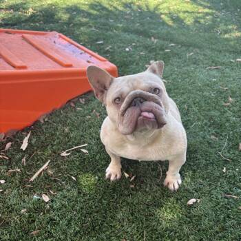 Marshmallow -  French Bulldog Dog for Adoption in Port Richey, Florida - Marshmallow | PetCurious