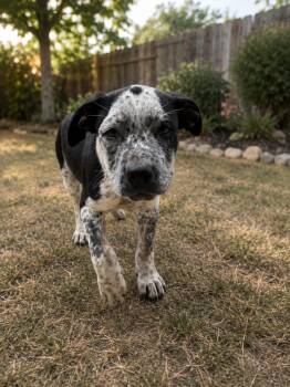 Doctor -  Australian Cattle Dog Blue Heeler and Rottweiler Dog for Adoption in Portland, Oregon - Doctor | PetCurious
