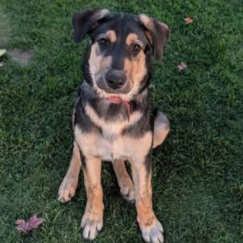 Penny -  Mixed Breed Dog for Adoption in Tacoma, Washington - Penny | PetCurious