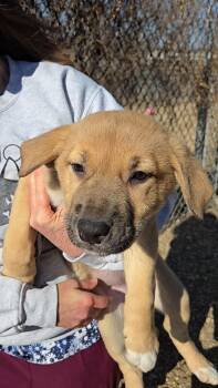 Shepherd Dogs Available for Adoption - Fayni | PetCurious