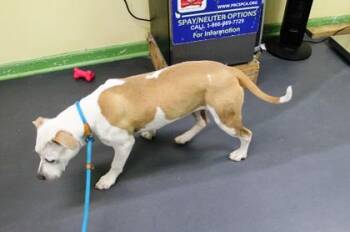 Terrier and Mixed Breed Dogs Available for Adoption in Picayune, Mississippi - Emma | PetCurious