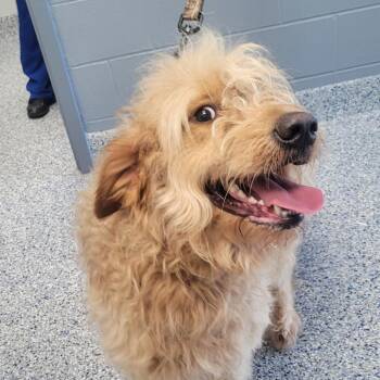 Poodle and Golden Retriever Dogs Available for Adoption in Greenville, South Carolina - Devin | PetCurious