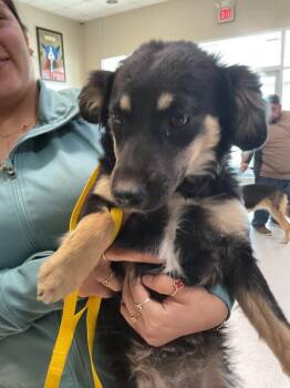 junebug -  Mixed Breed Dog for Adoption in Hobbs, New Mexico - Junebug | PetCurious