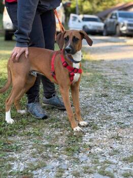 Fred -  Hound Dog for Adoption in Westwood, New Jersey - Fred | PetCurious