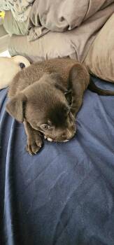 Rescue Mixed Breed Dogs for Adoption in Puyallup, Washington - Bean | PetCurious