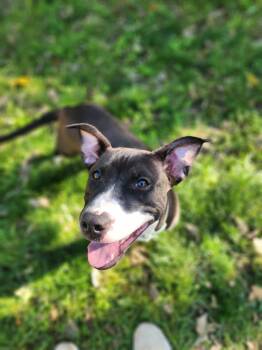 Rescue Mixed Breed Dogs for Adoption in Crocker, Missouri - Penelope | PetCurious