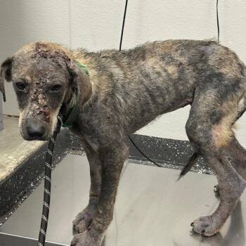 Orchid -  Mixed Breed Dog for Adoption in Columbiana, Alabama - Orchid | PetCurious