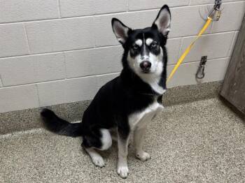 HARRY -  Siberian Husky Dog for Adoption in Colorado Springs, Colorado - HARRY | PetCurious