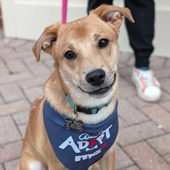 Oakley -  Shiba Inu Dog for Adoption in Rockville, Maryland - Oakley | PetCurious